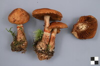 Cortinarius armillatus image